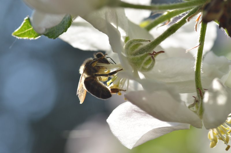 Butinage de fleurs de pommier dans mon jardin 3. Avril 2020. Philippe Vander Linden